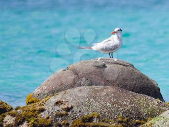 Royal Tern (Thalasseus maximus maximus) on a rock at Saint Martin, Caribbean