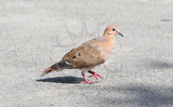 Red Turtle Dove (Streptopelia tranquebarica) walking on a road
