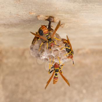 Jack Spaniard wasps on a small nest, Caribbean