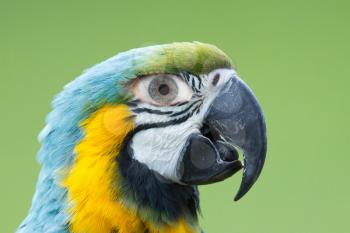 Macaw parrot with a human eye, concept of humor