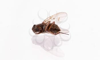 Dead housefly, isolated on a white background