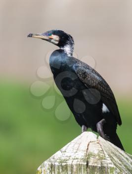 Cape Cormorant resting on a pole, close-up