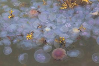 Hugh amount of jellyfish at the coast of an Scottish loch