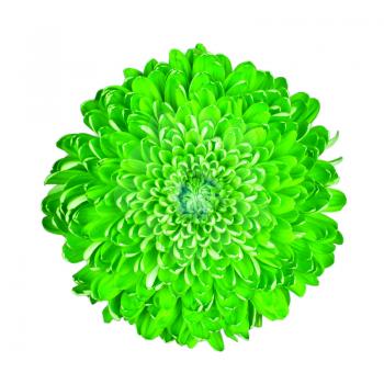 Green chrysanthemum, isolated on a white background