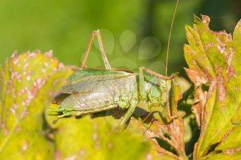 Green grasshoper sitting on the leaf in a garden