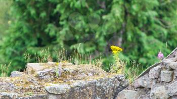 Small flowers growing along the old brick wall, Scottish ruin