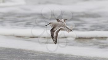 Sanderling on the shore, beach in Holland