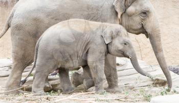 Young asian elephant (Elephas maximus) with its mother