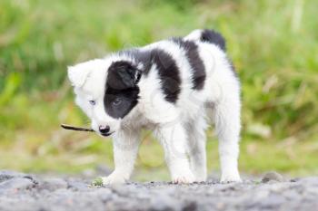 Blue eyed Border Collie puppy on a farm, playing with a small stick