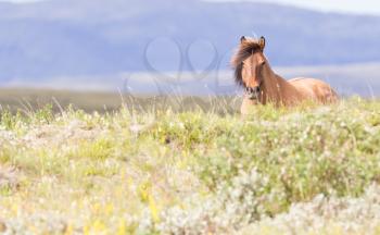 Brown icelandic horse peeking over a hill