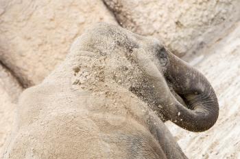 Young asian elephant (Elephas maximus) throwing sand on it's back, selective focus