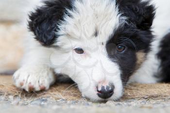 Small Border Collie puppy on a farm, brown eyed, resting