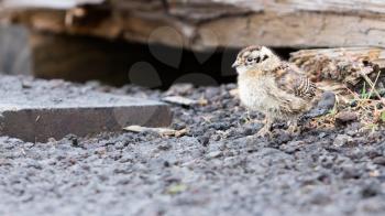 Rock ptarmigan (Lagopus mutus) chick crossing an ashphalt road