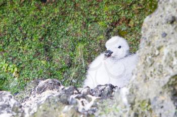Chick of a Kittiwake on a nest