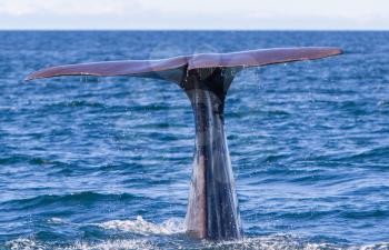 Tail of a Sperm Whale diving, west of Iceland