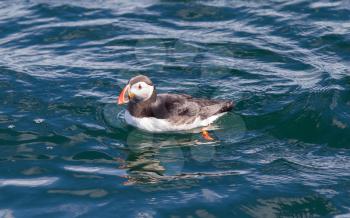 Atlantic Puffin (Fratercula arctica) swimming in the water - Iceland