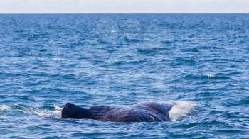 Large Sperm Whale near Iceland (Atlantic ocean)