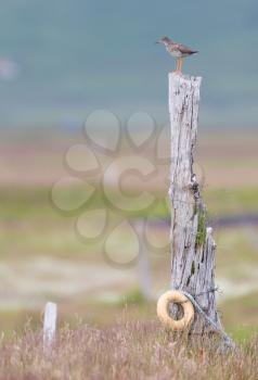 Redshank on a pole, one of Icelands common birds
