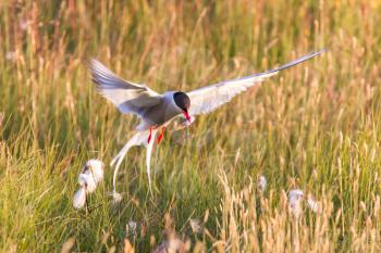 Arctic tern with a fish - Warm evening sun - Common bird in Iceland