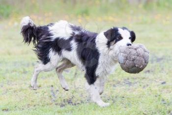 Playful Border collie with a ball in the rain
