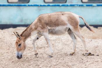 Persian onager (Equus hemionus onager), also known as the Persian wild ass