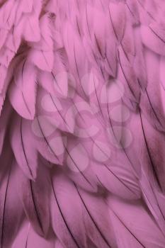 Pink fluffy feather closeup - Selective focus on some feathers