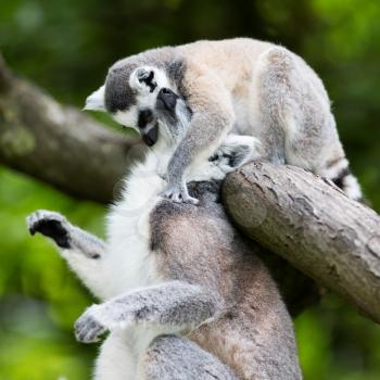 Ring-tailed lemur (Lemur catta), cuddling in a tree