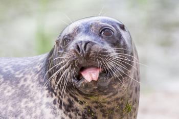 Sea lion closeup - Selective focus on the eye