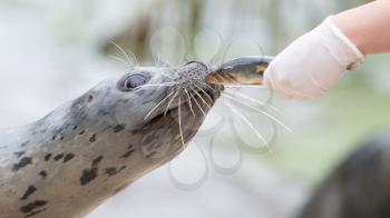 Common seal being fed by a human