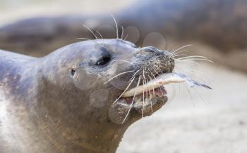 Sea lion closeup, eating fish - Selective focus on the nose