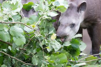 Tapir eating fresh leaves, selective focus on the tapir