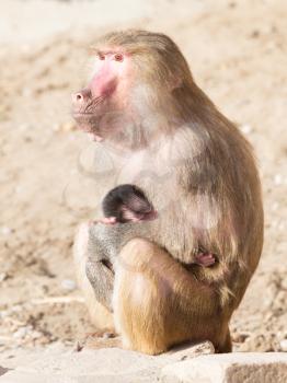 Baboon mother and her little one, natural habitat