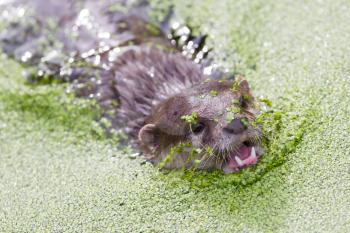 Humor: Small claw otter covered in duckweed