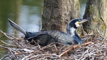 Adult cormorant resting on it's nest at the waterfront