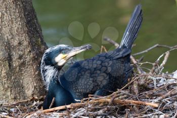 Adult cormorant resting on it's nest at the waterfront