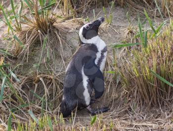 African Penguin, Spheniscus demersus, selective focus on head