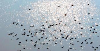 Large flock of birds flying over the okavango Delta - Botswana