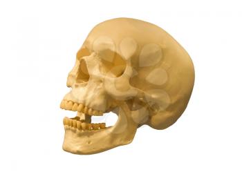 Human skull isolated on a white background