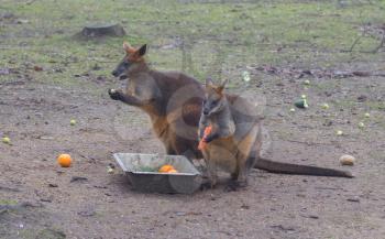 Close-up of a parma wallaby eating a large carrot