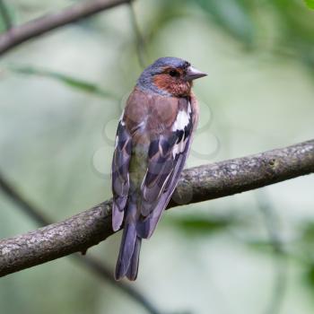 Close-up of a male Common Chaffinch (Fringilla coelebs) perching on a tree trunk/branch,