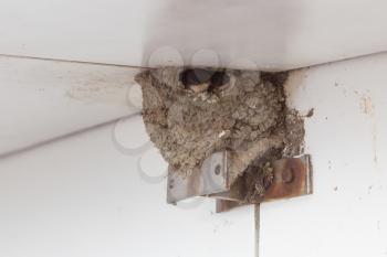 Young barn swallow awaits feeding from parents in nest