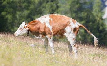 Milk cow in a meadow peeing, Alps, Austria