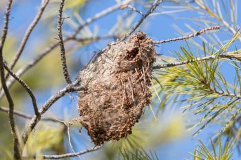 Small nest hanging in a tree in Greece