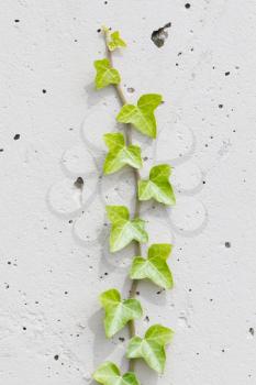 Old cement wall background with ivy climbing tree - Germany