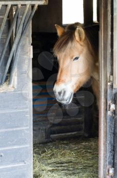 Horse standing in a stable - Head visible though the door