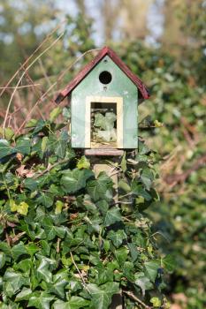 Green birdhouse, in need of some fresh paint