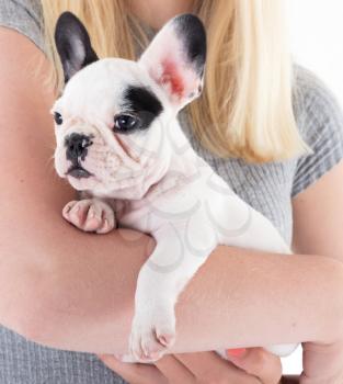 French bulldog puppy in the arms of a woman