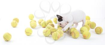 French puppy bulldog with tennisballs, isolated on a white background, selective focus
