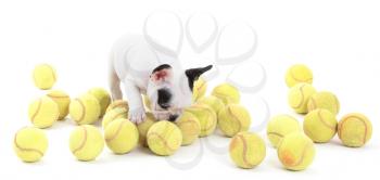 French puppy bulldog with tennisballs, isolated on a white background, selective focus