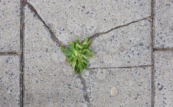 Green grass growing in crack of tile on road, in the middle
